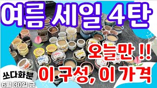 ☆마지막 할인이벤트☆ 412차  #쏘다화분 6월 30일 |   #화분  #다육화분 #예쁜화분 6만이상무배 다육이화분 #신상 세일 할인 선물