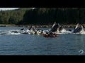 Humpback Whales Startle Kayakers | North America