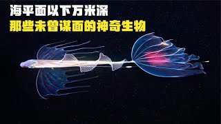 奋斗者号成功坐底！马里亚纳海沟万米深海下有什么神奇未知生物？