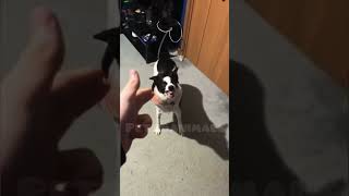 Dogs and cats reaction on middle fingers #viral #shorts #funny #tiktok #youtubeshorts #reaction