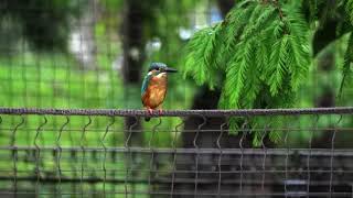 2020.9.16 東京上野鳥散歩・カワセミ