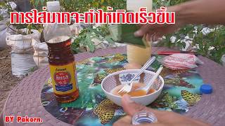 5 นาทีกับการทำจุลลินทรีย์สังเคราะห์แสง ช่วยเพิ่มผลผลิต 30% EP.1