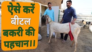 Best breed for goat farming||beetal breed||goat farming||बीटल बकरी की पहचान||