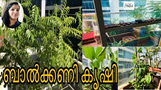 ചൂടു കുറഞ്ഞു... ഇപ്രാവശ്യം കൃഷി balcony യില്‍ ആവട്ടെല്ലെ ?😜 Balcony Vegetable Garden #49