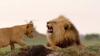 Lion Documentary - Lion Pride 2022 full HD -Part 1b |WIMN DOCUMENTRY NATURE