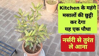 अब kitchen के सारे महंगे मसालों की छुट्टी / यह एक पौधा नर्सरी से लाकर तुरंत लगाओ / All spice plant