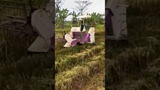 Panen Padi Pakai Mesin Combine Harvester Inari 7.0 F