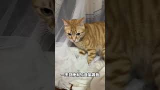 我好像被它拿捏了#猫咪 #橘猫