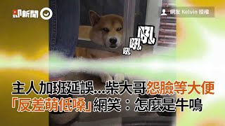 主人加班延誤...柴大哥怨臉等大便「反差萌低嗓」網笑：怎麼是牛鳴