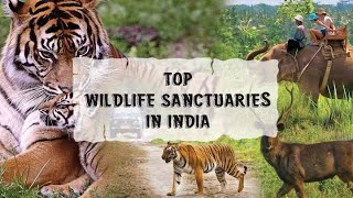 भारत का वन्यजीवन एक अलग नजरीये से| Indian Wildlife| Wild Documentry| Forest short Film