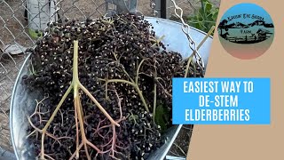 How To De-Stem Elderberries The Easy Way