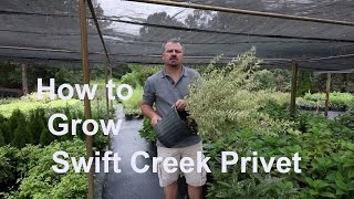 How to grow Swift Creek Privet with detailed description and planting instructions