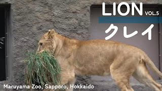 イトにプレゼントするの？　屋外の草をむしり取り屋内に運ぶクレイ　札幌市円山動物園（公式）SNSにクレイとイトの対面シーンが掲載されています（本動画と関連ないです）　#クレイ