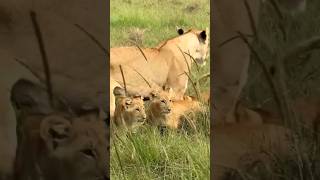 Little Simbas of Rongai pride mother's, F2 \u0026 Bearface. They are so cute and beautiful.