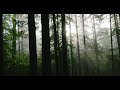 Free Video Clips And Footage -  dark, dense forest, sun #1