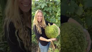 Curing Pumpkins and Squash for Maximum Storage Time