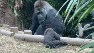 Gorilla 娘を見守るハオコ Haoko looking after her daughter【October 24, 2023】【Ueno Zoo】【上野動物園】💓ゴリラ