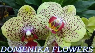 №1027/ ВСЕ ЖЁЛТЫЕ орхидеи на ДВА ЦВЕТАНОСА по АКЦИИ в с/ц DOMENIKA FLOWERS