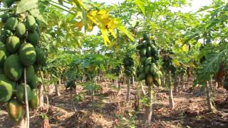 Papaya - Taiwan Red Lady Crop Video