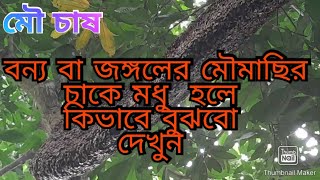 Apis dorsata bee||এপিস ডরসাটা মৌমাছি  বা বুনো মৌমাছির চাকে মধু হলে কিভাবে বুঝবো দেখুন। মৌমাছি চাষ