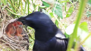 CROW Smashes OUT Sleeping baby's | CROW ATTACK | baby bird eaten | bird nest attack