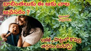 sadapaku(ruta graveolens) benefits after delivery mothers/new mothers diet