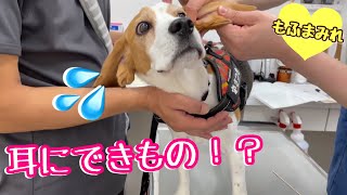 耳にしこり！？心配性のママに病院に連れてこられた犬【ビーグルさつき＆ポメ梵天】