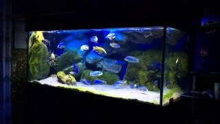 500 liter Malawi aquarium