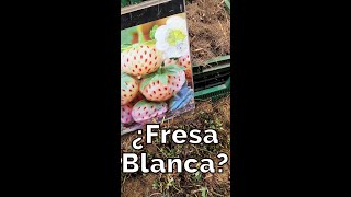 Fresa blanca en el Mercado? || Short || Bananafabric