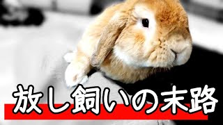 うさぎを11年間放し飼いしてしまうとこうなってしまいました