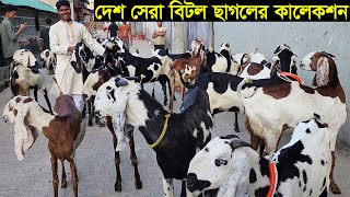 চট্টগ্রামের মোবারক ভাইয়ে চমক দেশ সেরা বিটল ছাগলের বিশাল কালেকশন Goat farm