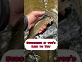 how to catch trout on spinners