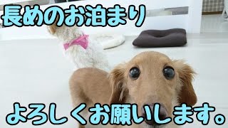 長めのお泊り、よろしくお願いします。 ★24時間対応★犬の保育園　5月18日