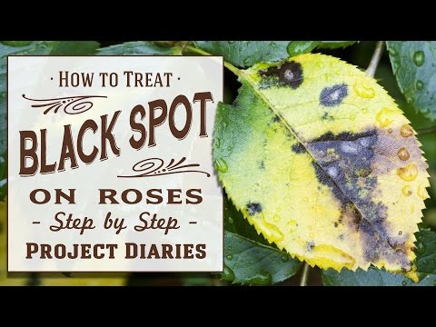 ★ How to: Treat Black Spot on Roses (A Complete Step by Step Guide) ★ How to: Treat Black Spot on Roses (A Complete Step by Step Guide)