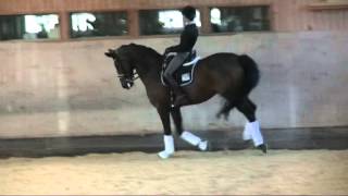 Dressurpferd zu verkaufen/Dressage horse for sale/S**Sieger