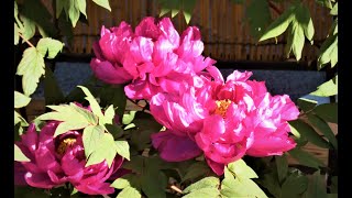 [4K] 春だと勘違いした”冬牡丹”神代植物公園2020💖Winter peonies misunderstood as Spring at Jindai Botanical Gardens 2020