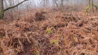 Chasse a la bécasse en charente 2024/2025 avec ianis du laurier vert