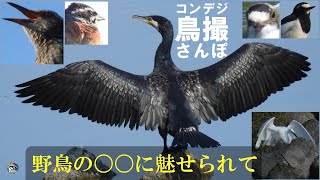 コンデジ鳥撮散歩　野鳥の〇〇に魅せられて　兵庫県・北播磨