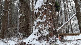 Kuidas langetada puu ? How to cut a tree ?