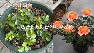 新手花友要避两个坑：贪多和追新。分享适合封闭阳台种植的月季品种