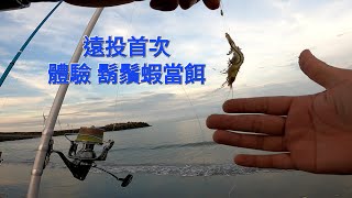 沙灘遠投，首次嘗試用鬍鬚蝦當餌，這個訊號很可以2022/08/28