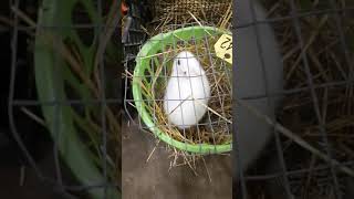 Freemont Nebraska exotic animal auction March 2020