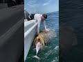 extreme saltwater fishing big shark in the sea