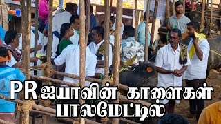 PR ஐயா காளைகள் பாலமேட்டில் 2023||KOVAI KOMBANS