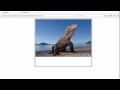 Creating an Image Gallery using HTML, CSS and JavaScript