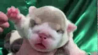 purple lilac tri english bulldog puppies