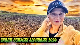 Сходи озимої пшениці Колонія 2024 🌾 АГРОТОРГ👩‍🌾