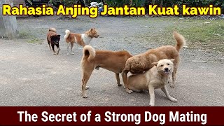 Rahasia Anjing Jantan Kuat Kawin (Anjing Kampung) - The Secret of a Strong Dog Mating