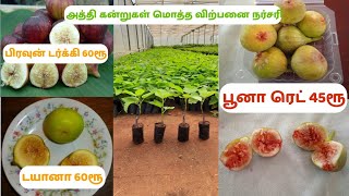 அத்திப்பழம் சாகுபடி || பூனா ரெட் 45ரூ || பிரவுன் டர்க்கி 60ரூ | அத்தி சாகுபடி | Early Bird Nursery