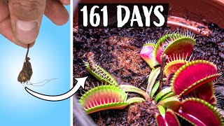 Growing Venus Fly Trap Plant Time Lapse (161 Days)